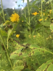 Physocephala furcillata