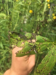 Physocephala furcillata