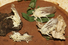 Akanthomyces aculeatus