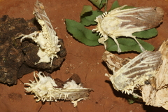 Akanthomyces aculeatus