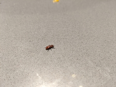 Dologenitus nigrocinctus