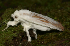 Akanthomyces aculeatus