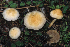 Agrocybe retigera