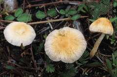 Agrocybe retigera