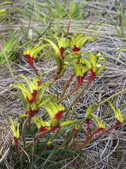 Anigozanthos bicolor decrescens