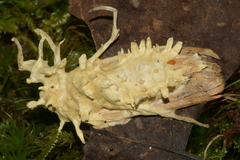 Akanthomyces aculeatus