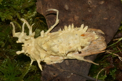 Akanthomyces aculeatus