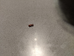 Dologenitus nigrocinctus