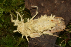 Akanthomyces aculeatus