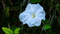 Ipomoea suaveolens