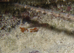 Tigrigobius macrodon