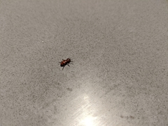 Dologenitus nigrocinctus