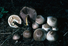 Agaricus abruptibulbus