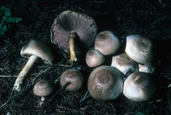 Agaricus abruptibulbus