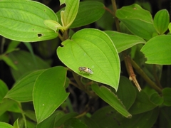 Eristalinus quinquestriatus