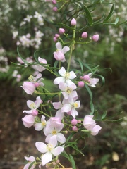 Boronia muelleri