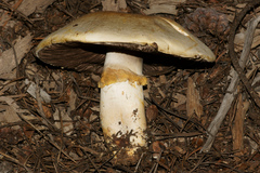Agaricus albolutescens