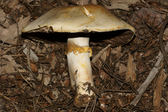 Agaricus albolutescens