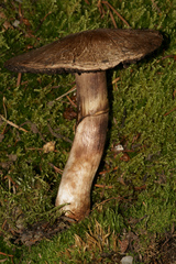 Agaricus amicosus