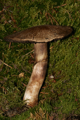 Agaricus amicosus