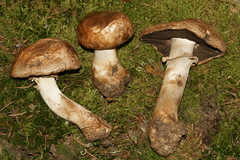 Agaricus amicosus