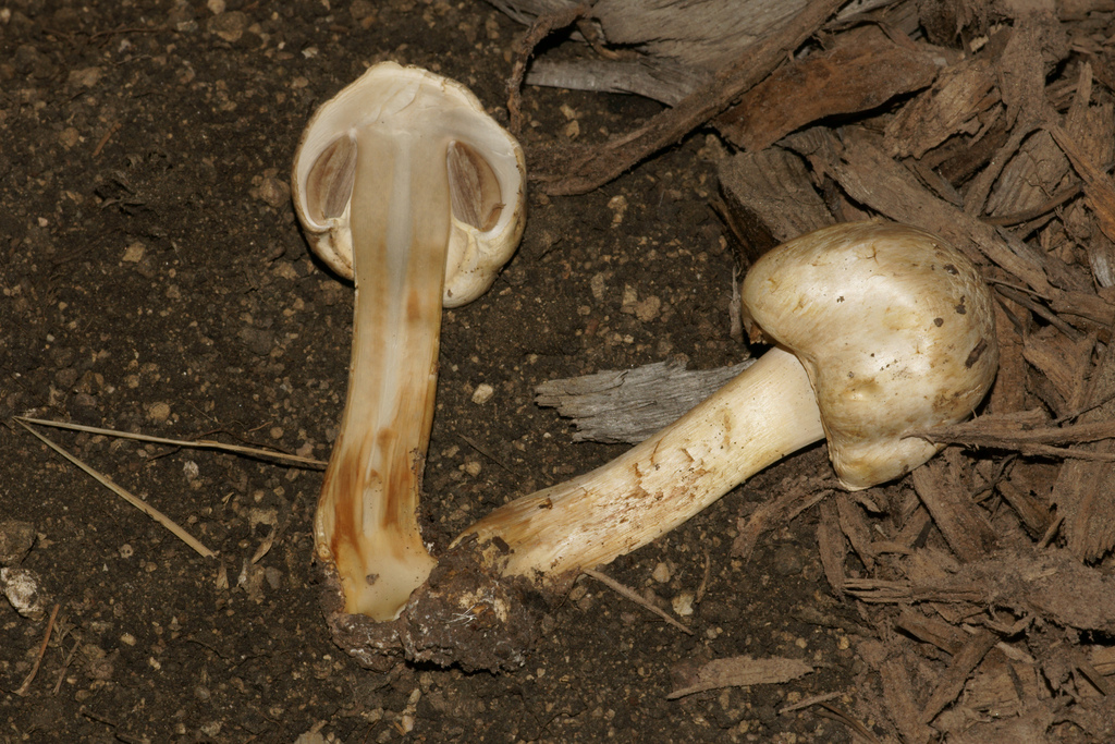 Agaricus chionodermus