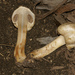 Agaricus chionodermus - Photo (c) John Plischke, some rights reserved (CC BY-NC), uploaded by John Plischke