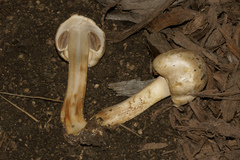 Agaricus chionodermus