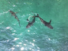 Carcharhinus galapagensis