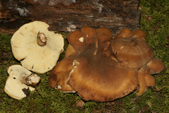 Xanthoporus syringae