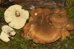 Xanthoporus syringae