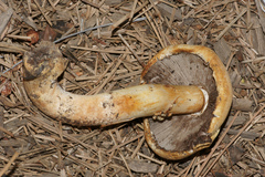 Agaricus albolutescens