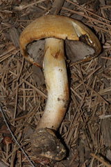 Agaricus albolutescens