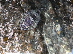 Diplocrepis puniceus