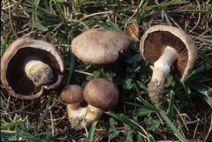 Agaricus cupreobrunneus