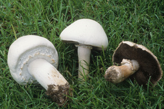 Agaricus osecanus