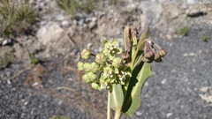 Asclepias elata
