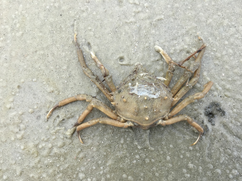 longnose spider crab