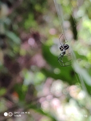 Leucauge argentina