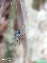 Leucauge argentina