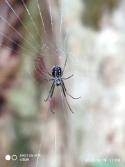 Leucauge argentina