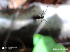Leucauge argentina