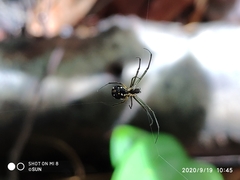 Leucauge argentina