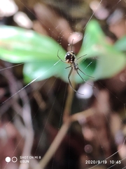 Leucauge argentina