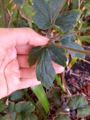 Eriocapitella × hybrida