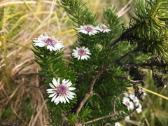 Olearia ballii