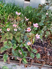 Eriocapitella × hybrida