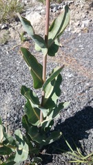 Asclepias elata