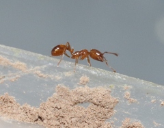 Solenopsis geminata