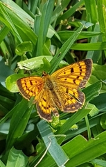 Lycaena 'canterbury common copper'
